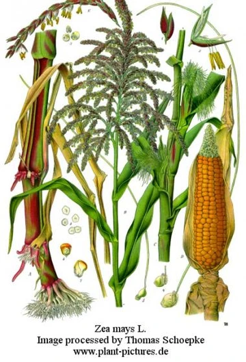illustration of maize