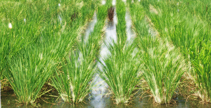 Picture of Rice Plants