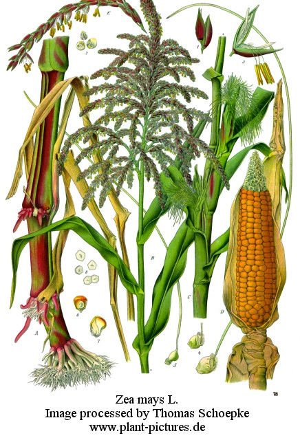 Picture of Zea mays L.