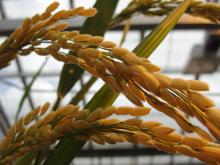 Close-up of growing rice grains