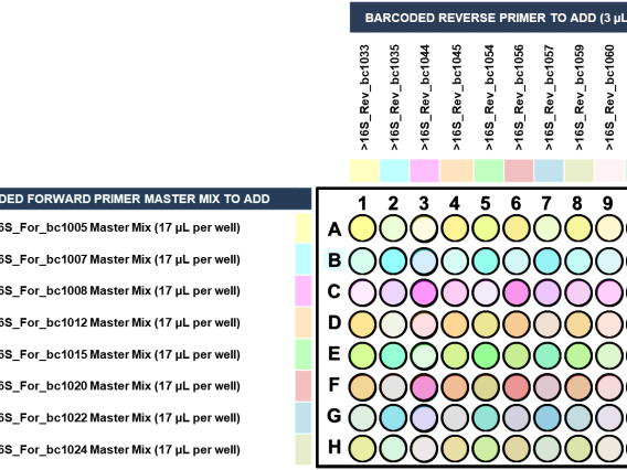 Forward and reverse 16S primers in 96-well PCR plate