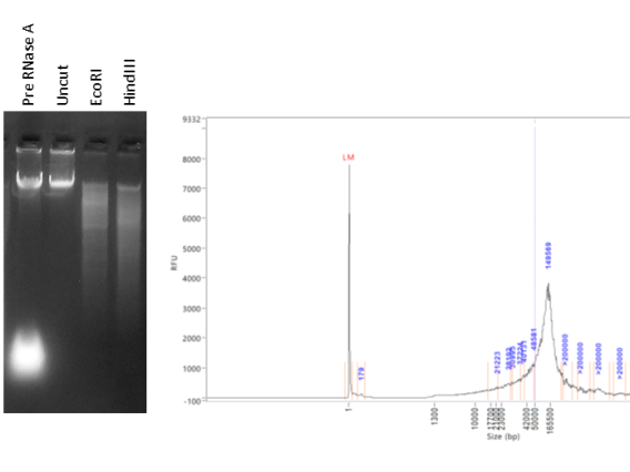 Genomic DNA QC includes enzymatic digestion and Femto Pulse assay to assess molecule accessibility to enzymes and size distribution.