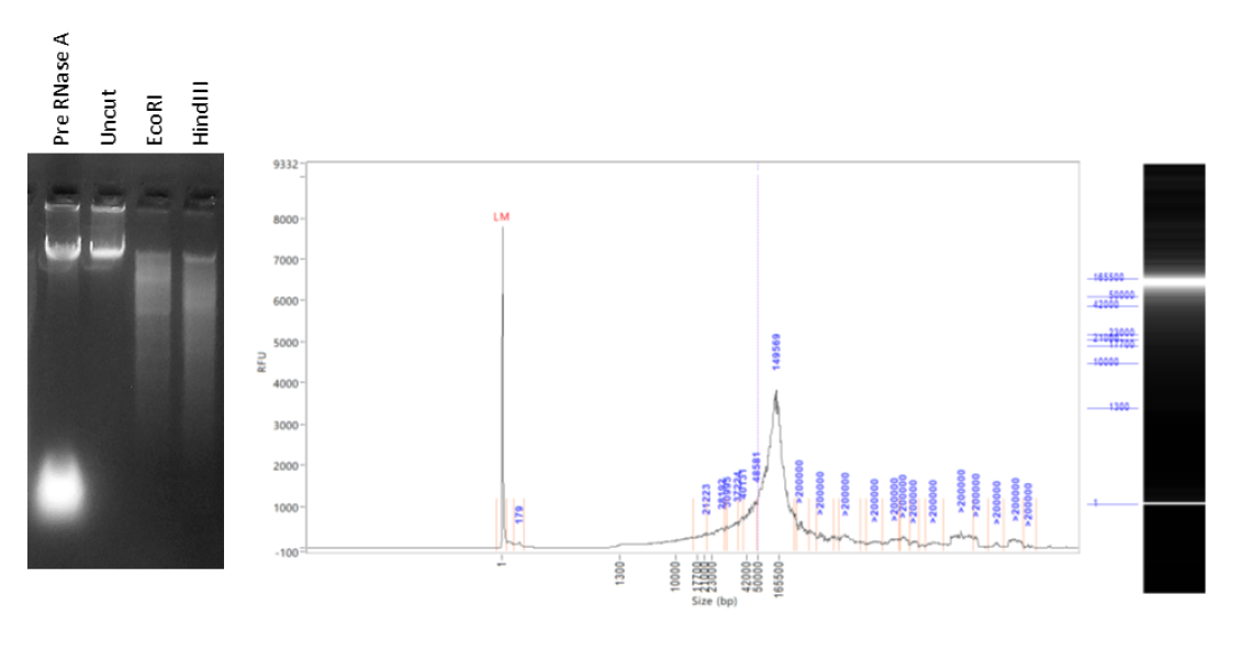 Genomic DNA QC includes enzymatic digestion and Femto Pulse assay to assess molecule accessibility to enzymes and size distribution.