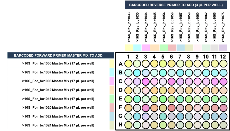 Forward and reverse 16S primers in 96-well PCR plate