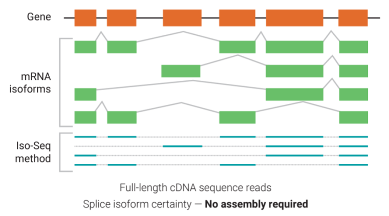 Full-length cDNA sequence reads.  Splice isoform certainly — No assembly required.